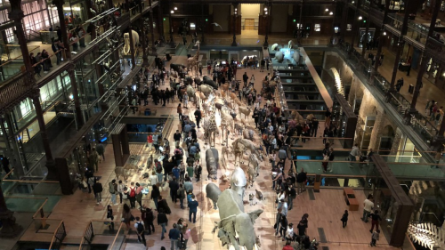 Parcours  la grande galerie de l'volution