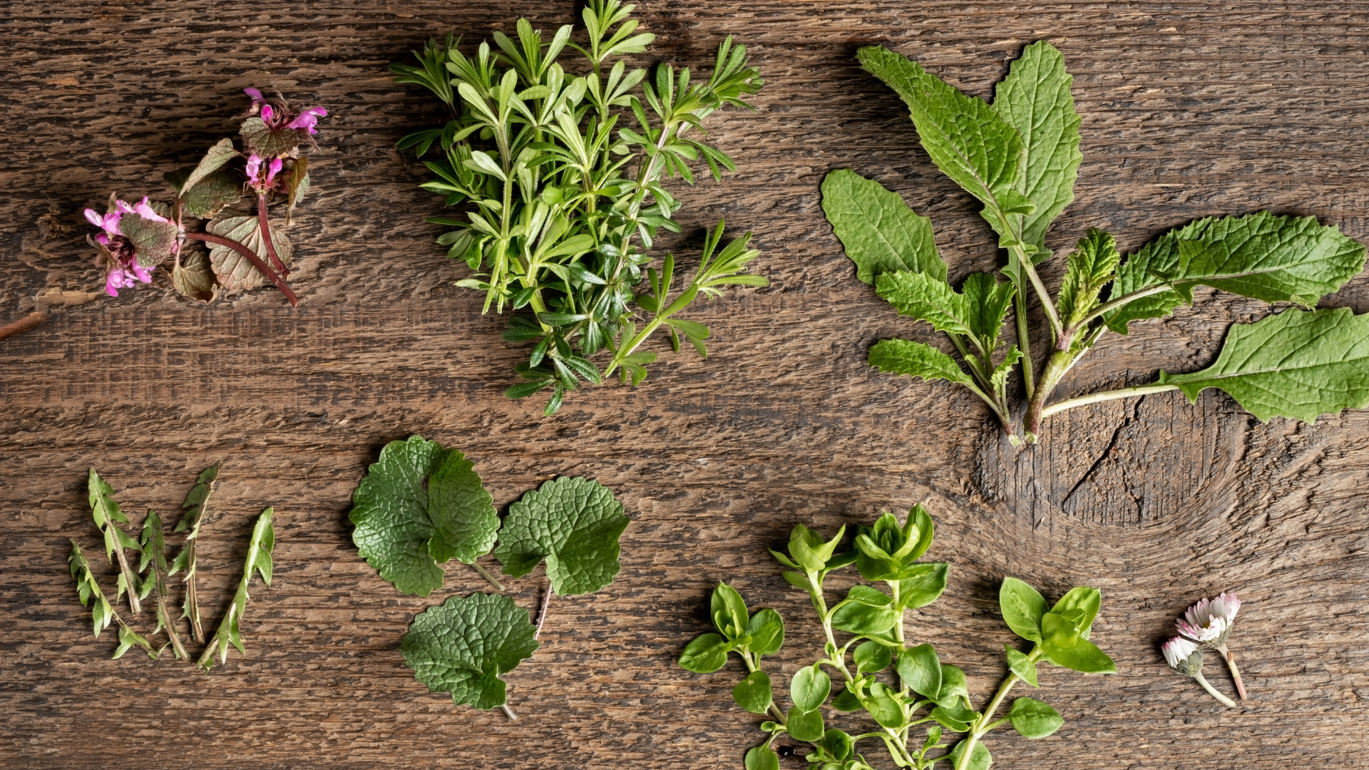 Team Building balade autour des plantes sauvages  Toulouse 