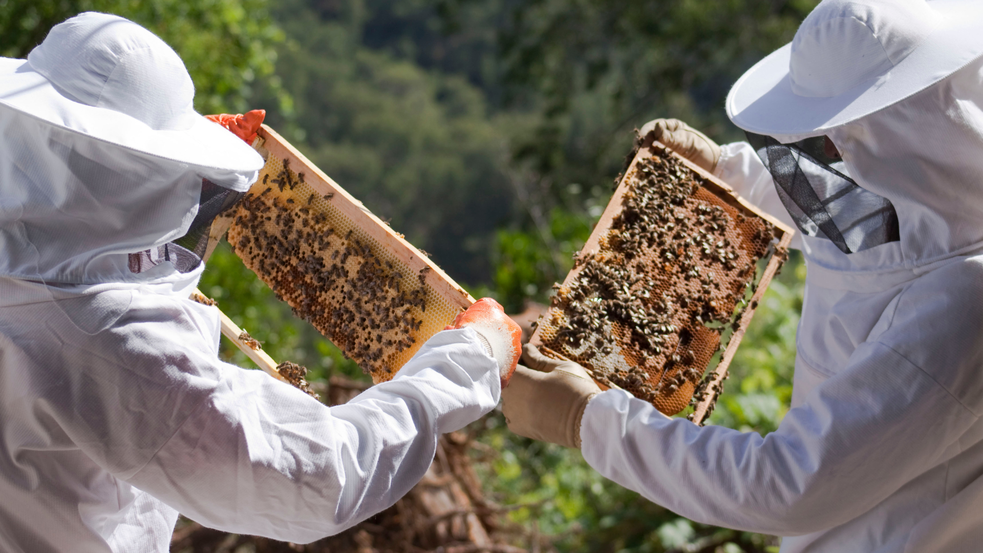 Animation entreprise apiculture